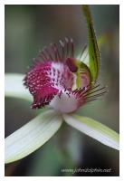 native orchid 5