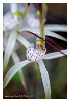 native orchid 5