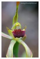 native orchid 3