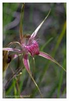 western australian orchid 2