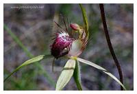 western australian orchid 5