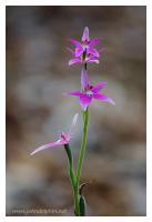 pink fairy orchid 2