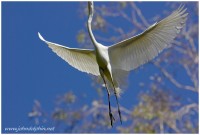 headless great white egret