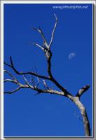 dead tree and moon
