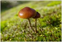 tiny mushroom 2