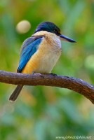 sacred kingfisher