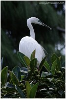 great white egret 2