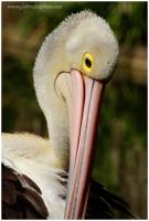 pelican close up 4