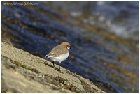 Red capped plover 2