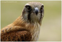 Brown falcon 2