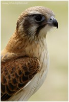 Brown falcon 3