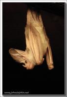 Ghost bat