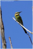Rainbow Bee-eater 4