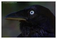 crow raven 2