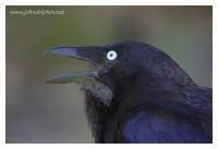 crow raven 4