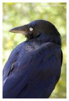 crow raven 3
