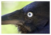 crow raven 2