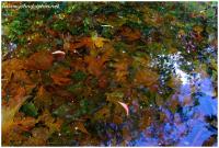 Autumn reflection