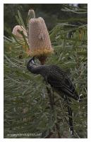 banksia and bird