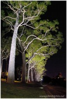 Kings Park at night
