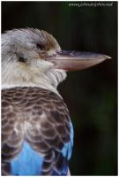 blue winged kookaburra